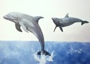 Dolphins