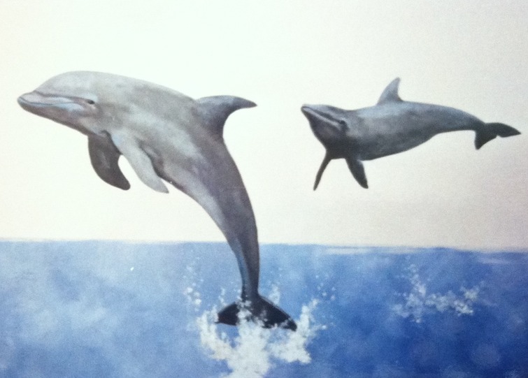 Dolphins