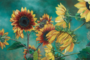 Sunflowers in the wind